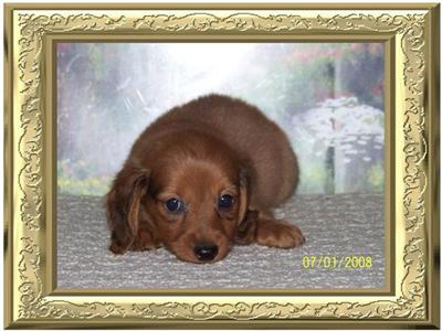 Min. Dachshund Pups for Sale
